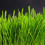 Grass